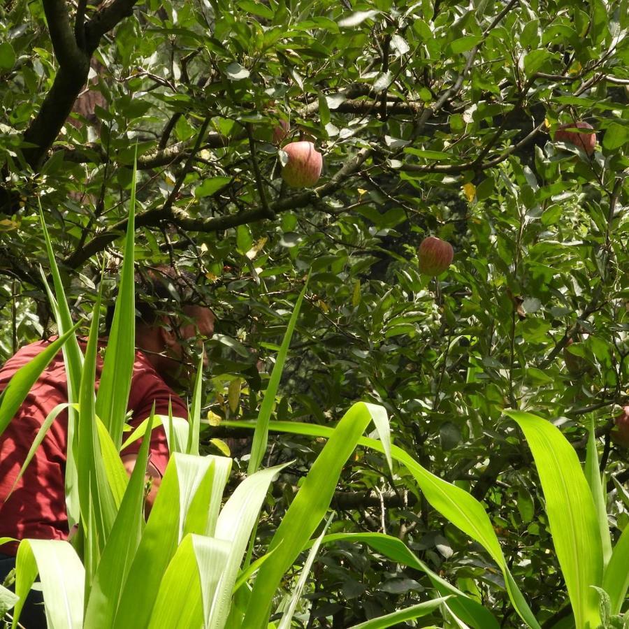 The Royal Orchard Kasol 호텔 외부 사진